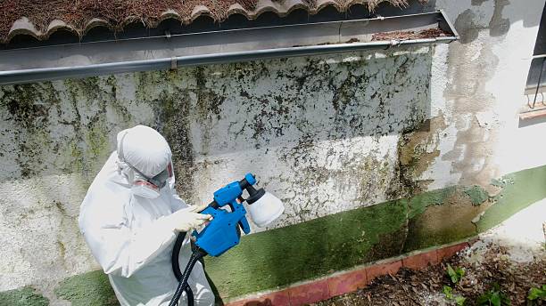 Top rated local Mold Remediation specialists in Bridgeport, TX